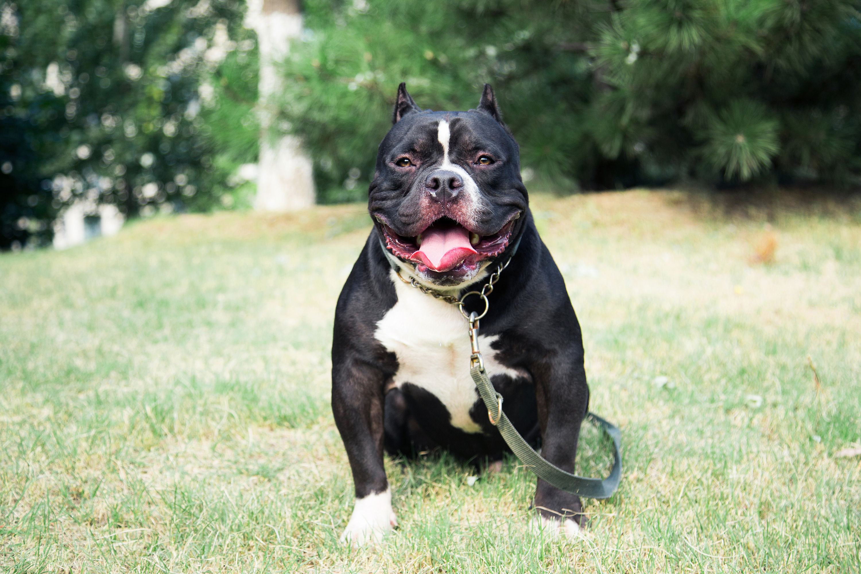 食量非常大,喂养成本高恶霸犬很贪吃加上它的食量很
