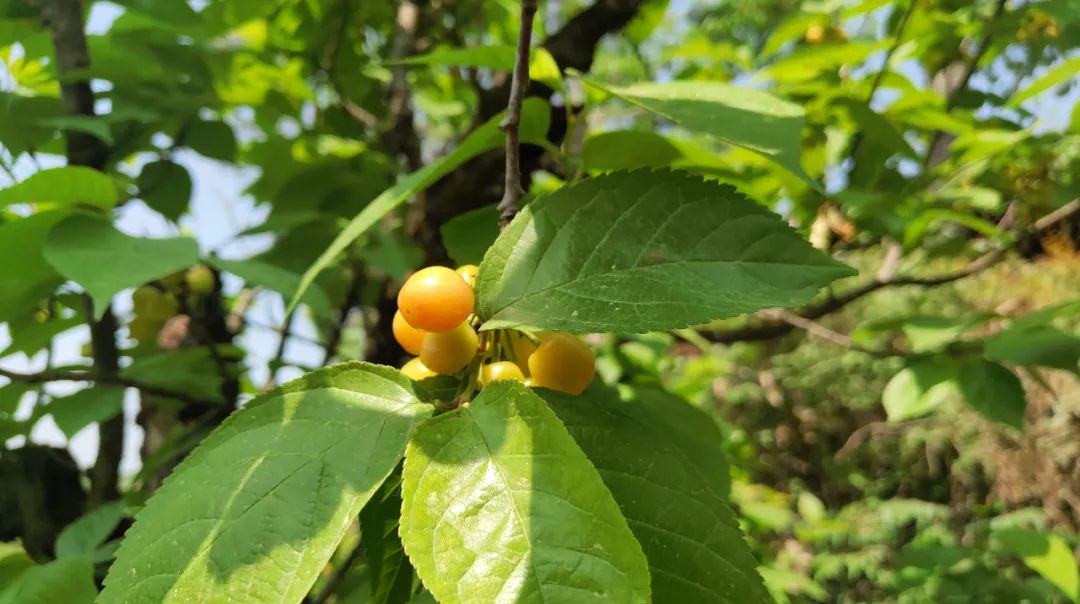 漢中這里的櫻桃漸紅，甜蜜盛宴即將開啟！