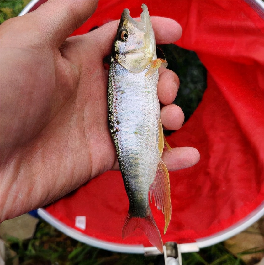 马口鱼嘴巴像马嘴重不过1两却是鱼中珍品