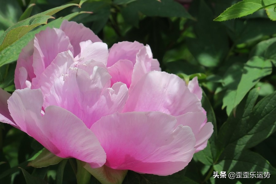 白羊座3.21-27周运势，眼高手低未必是坏事，只要能带来收益