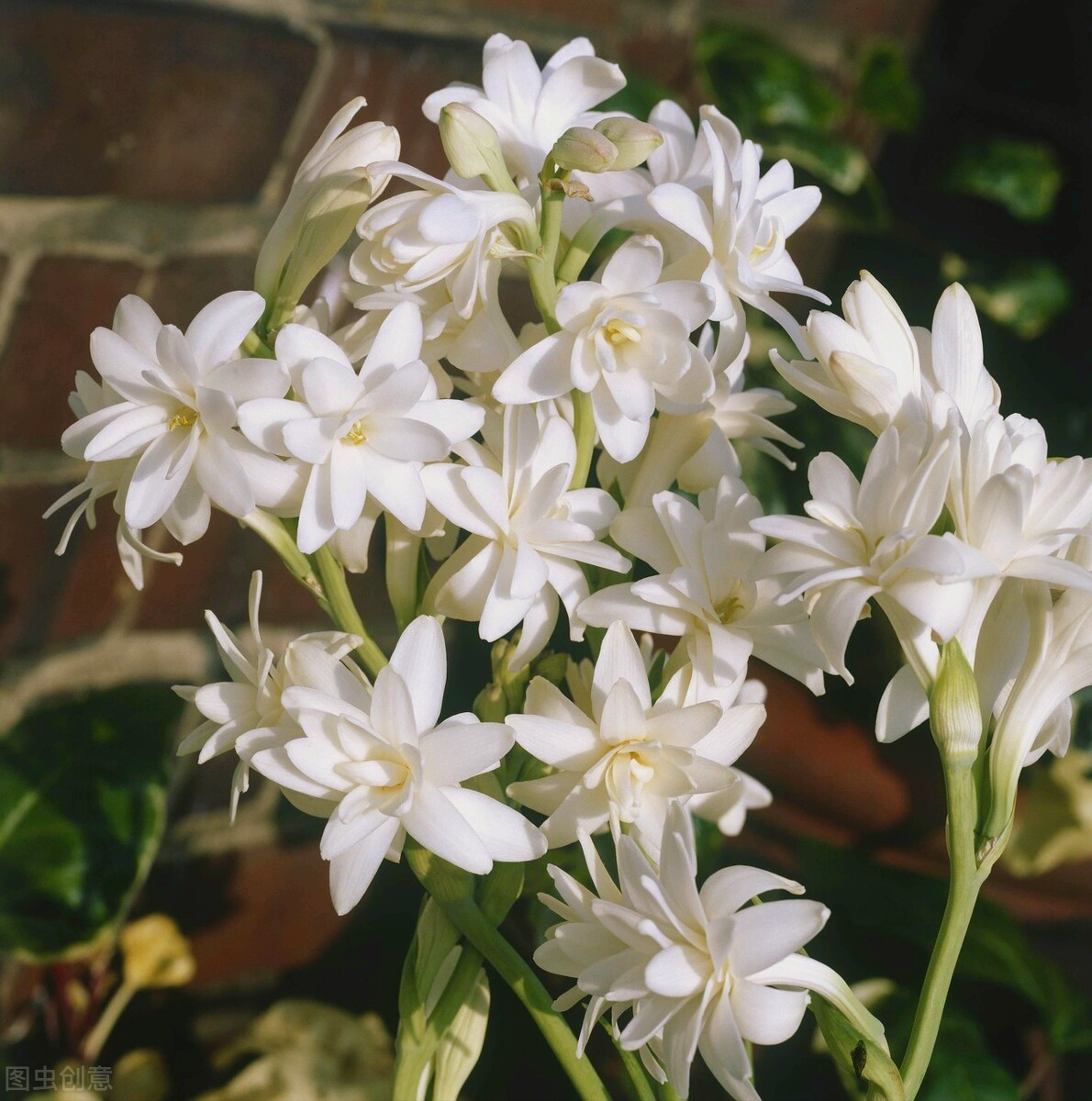 一花一悦一世界，繁花争艳，花迎小年；欢乐开怀，幸福常伴