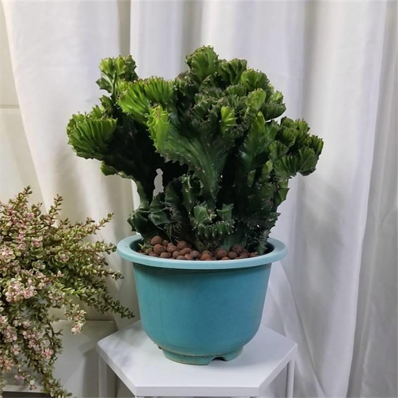 客厅养花“讲究大”，别随便，这6种，贵气不俗，养人旺家