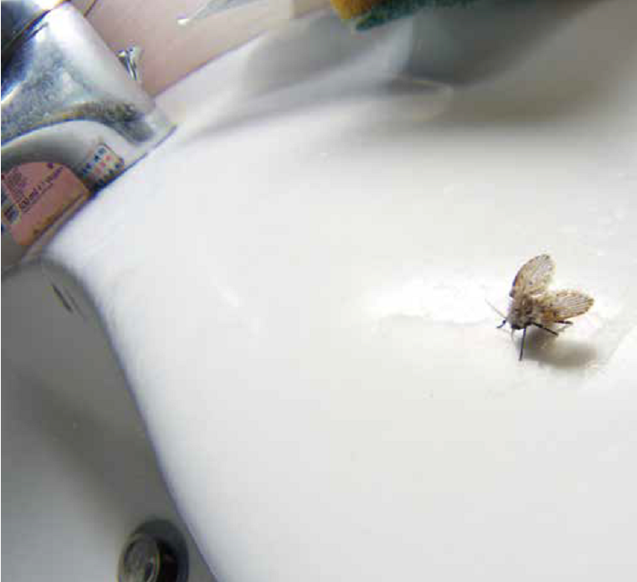 蛾蠓(卫生间里的小飞虫是什么？传染病菌、寄生人体，别小看它赶紧消灭)