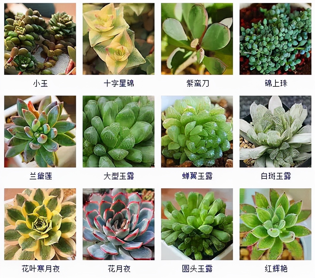 多肉植物名称(各种多肉图片和名称)