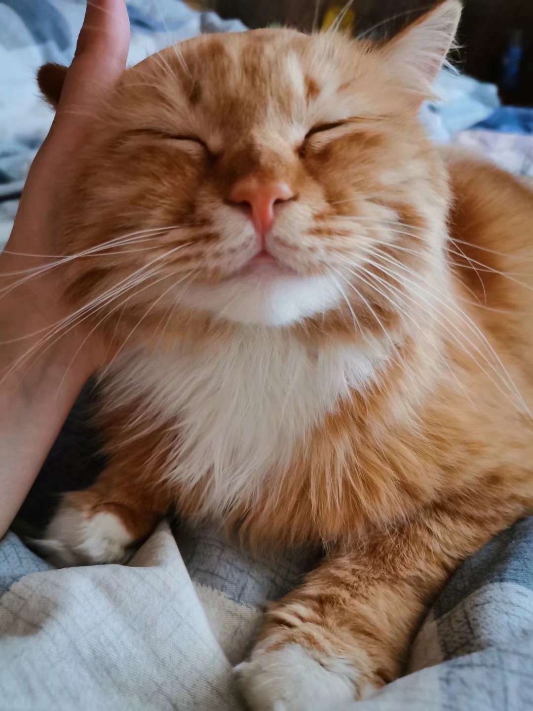 训练1只狗收费2万？宠物学校那么赚钱，为什么很少有人开？