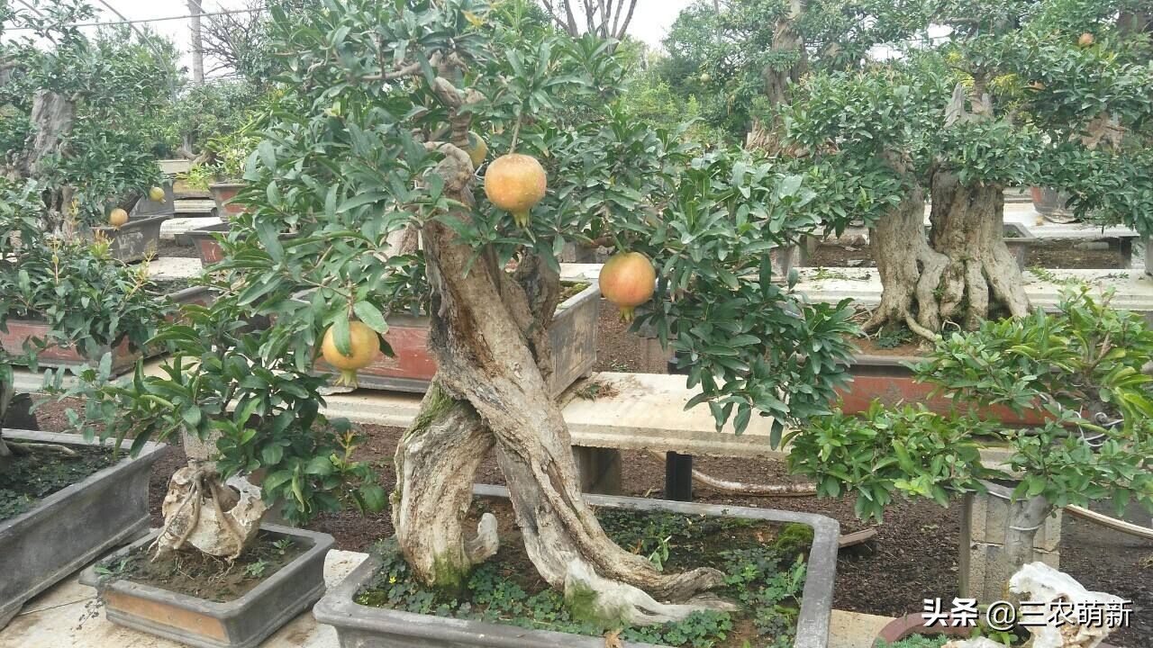 “家中有树，家家都富”，这10种植物寓意吉利，镇宅又旺家