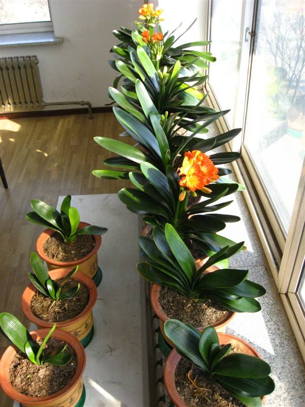 7种“洋气花”，好养又高雅，客厅一放，干净大气，旺家好运来