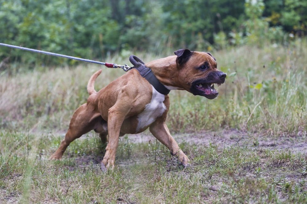 比特犬vs羅威納犬,誰的戰鬥力更強?老虎和獅子給出了答案