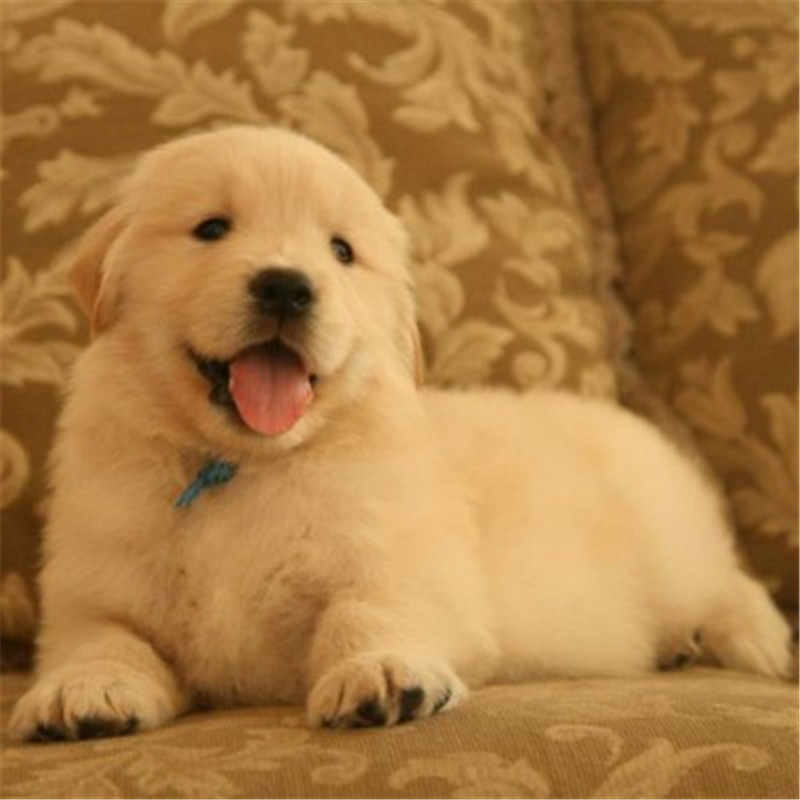 纯种金毛多少钱一只