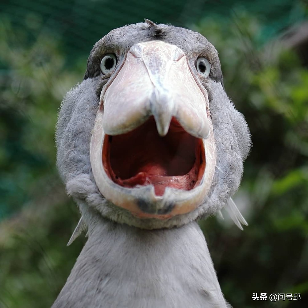 长相傻乎乎的史前鸟,嘴巴犹如木屐,小鳄鱼的"噩梦猎手"鲸头鹳