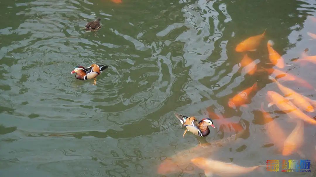 北海公园桃花映白塔，迷人春景已上线！