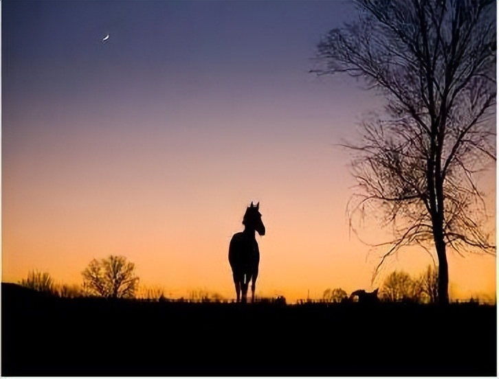 十首描写马的古诗，点开文章看看有没有你知道的