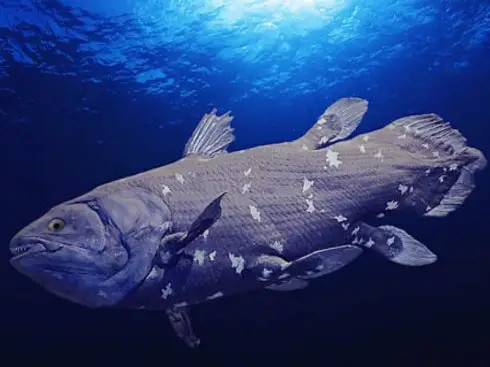 它是鱼类的活化石，尾叶如矛的矛尾鱼