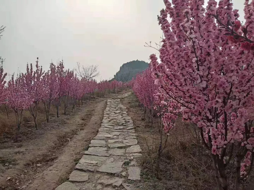 中国风景区摄影网与青州金斗山景区正式签约“中国摄影创作基地”