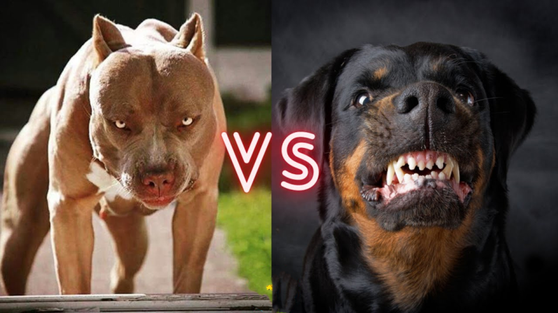 罗威纳犬价格多少钱一只比特犬vs罗威纳犬