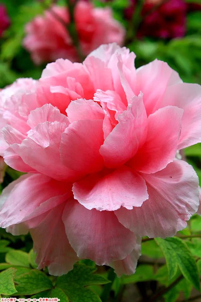 牡丹花寓意,花语