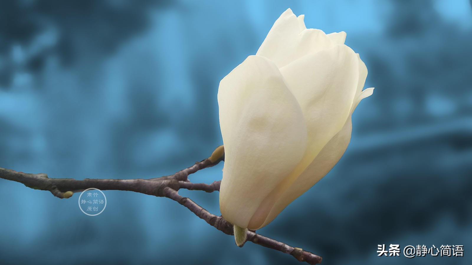 与世无争很难,木秀于林,风必摧之