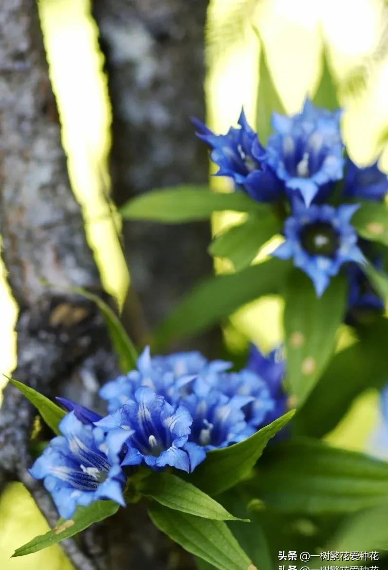 耐寒宿根花卉（两季都适合种的30种宿根花卉）