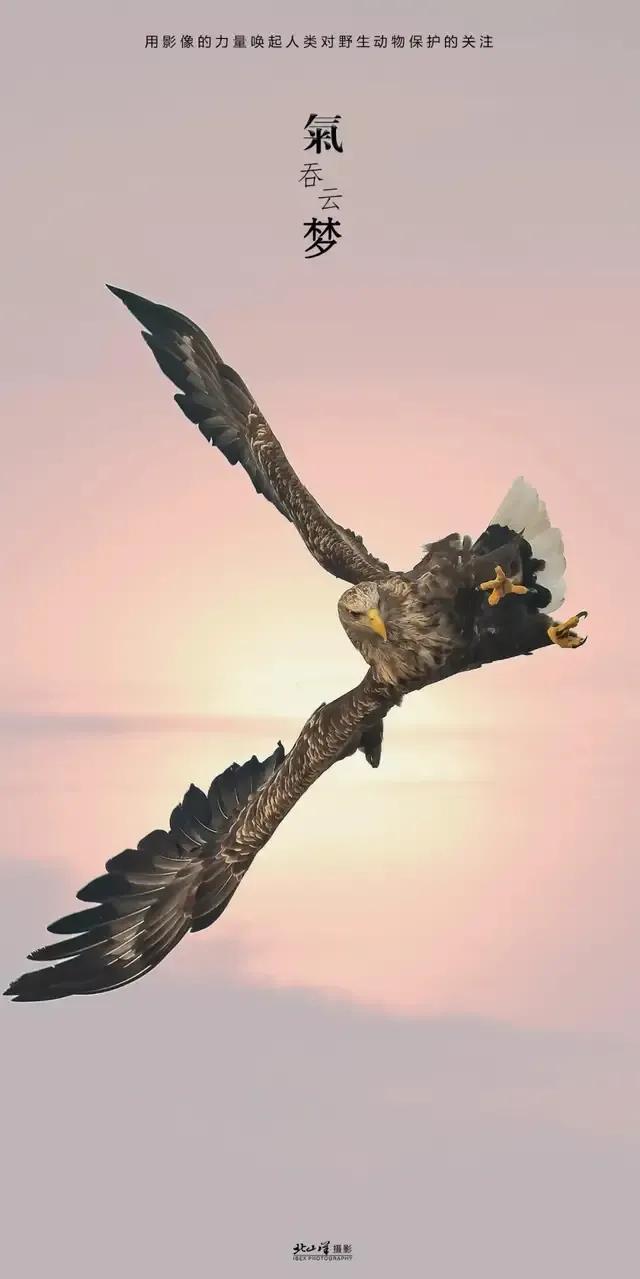 向往鹰的精神——自由飞翔的梦