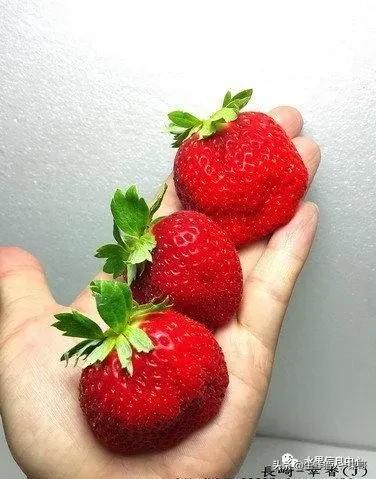 越秀草莓图片（中国草莓主要产地分布及品种介绍）