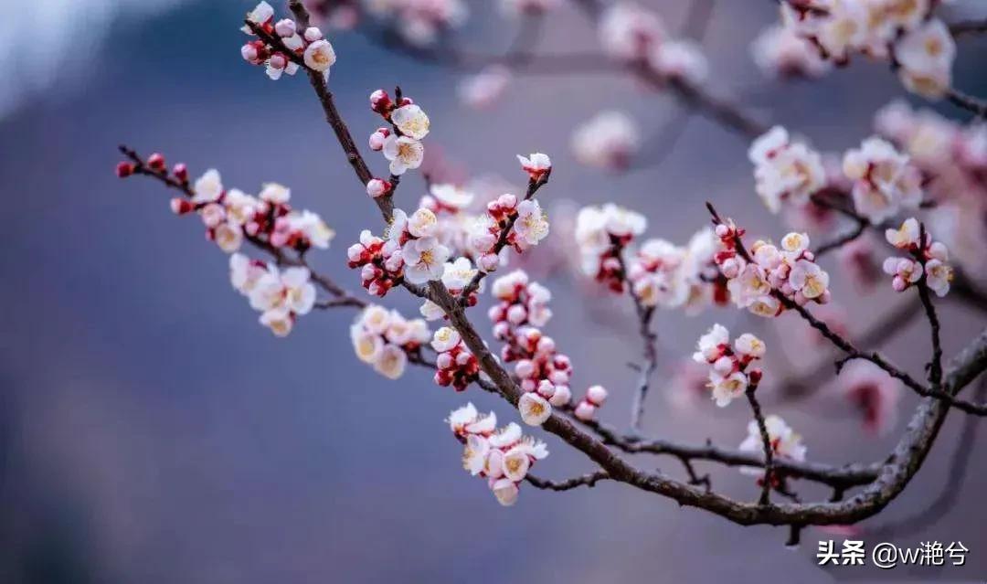 春天的颜色——红白黄紫绿