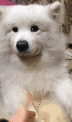 萨摩耶犬多少钱一只（平均价格在1千5~4千元左右）-第1张图片