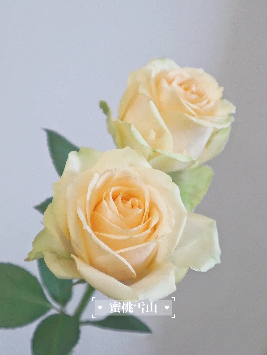 19朵玫瑰花代表什么意思(成都马克花艺|玫瑰花语大全,明明白白他的心)