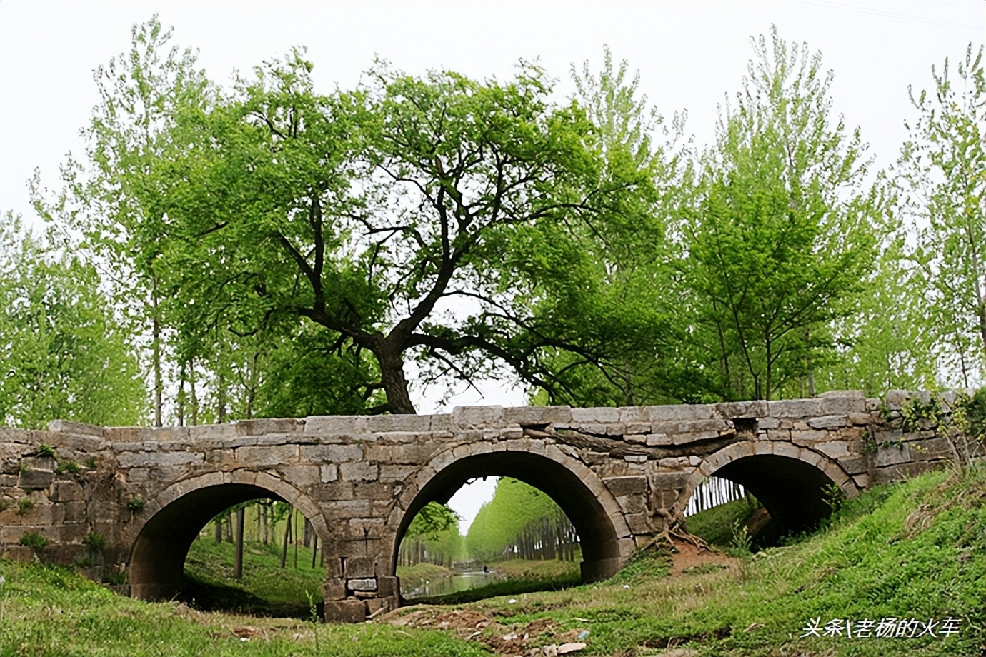 2011年拍摄的“树驮桥”古朴原始，树桥共生，相依为命