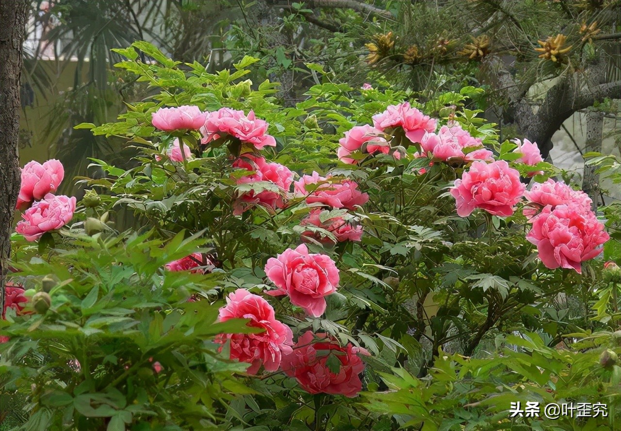 中国十大名花，您都知道吗？