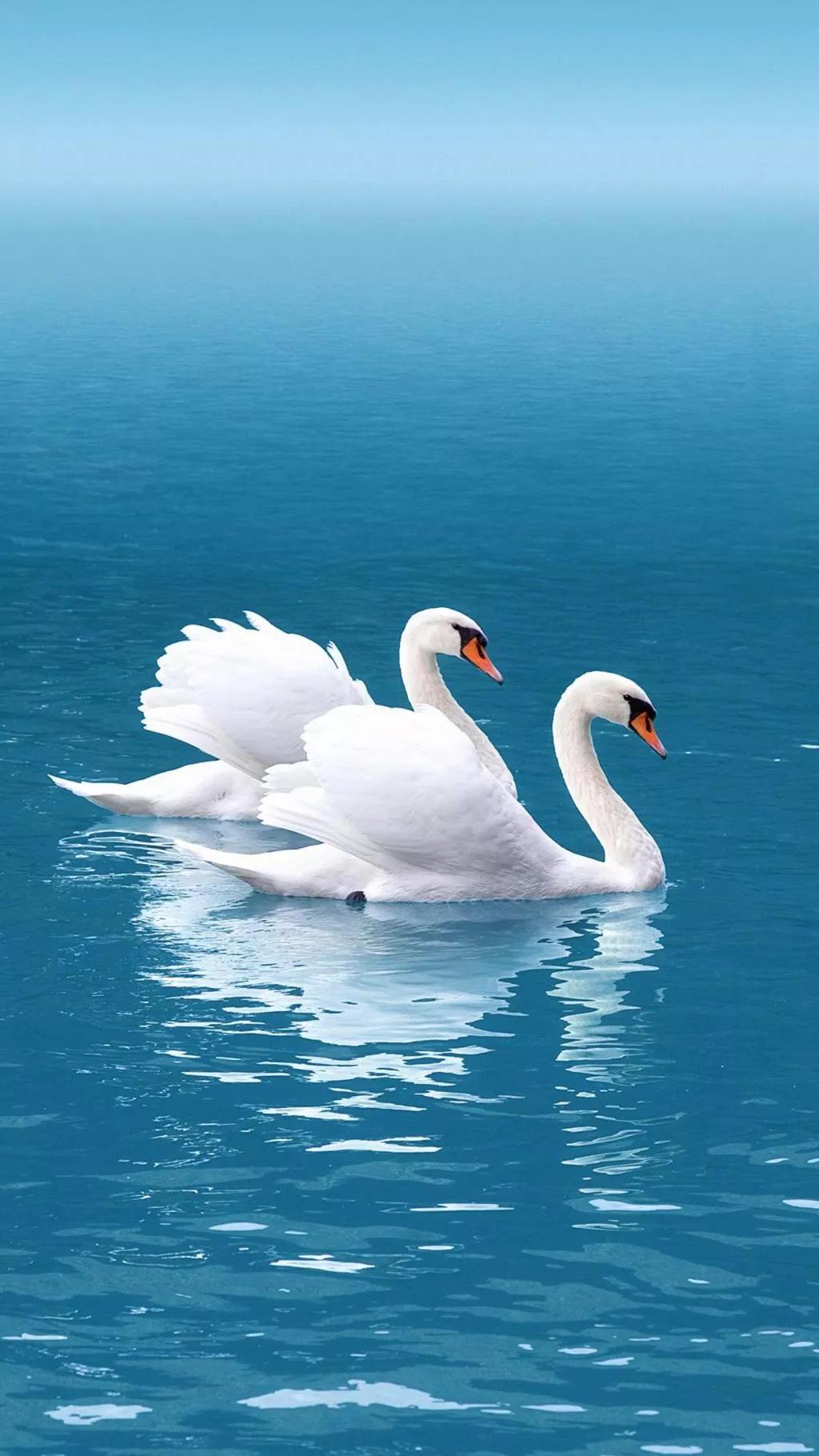 天鹅是美丽的,灵动的