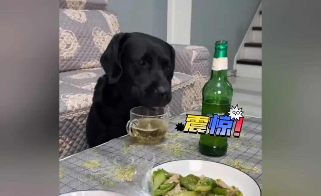 爆笑神评论：按照今年的菜价，这朵花不便宜吧！哈哈哈
