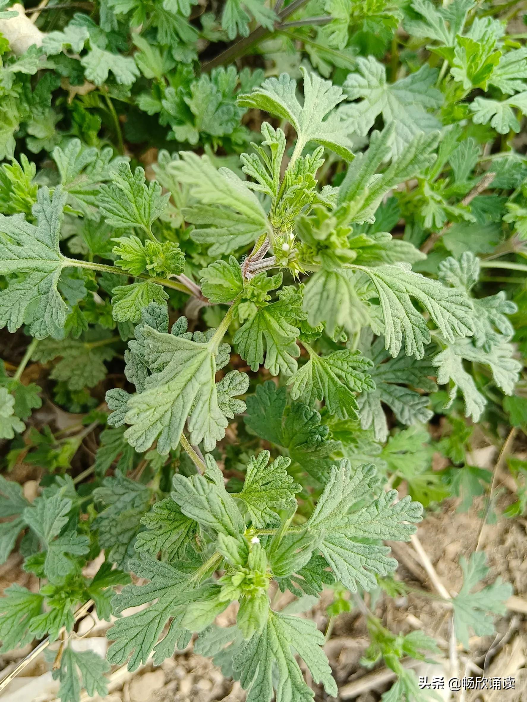 夏至草的作用与功效（春天常见的野菜图鉴）