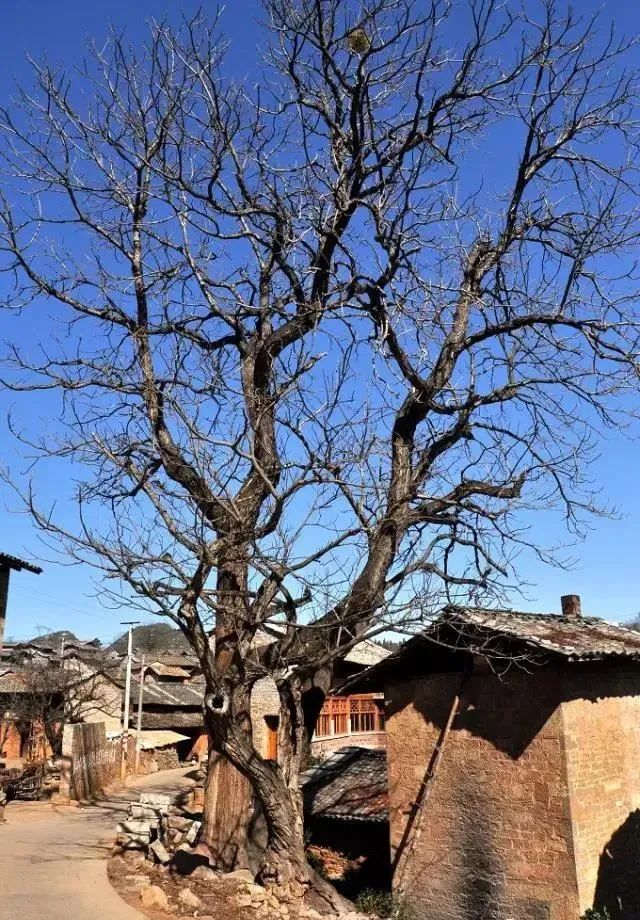 昆明这个古寨，有国内唯一的男人节，还有片神秘树林是女人禁地