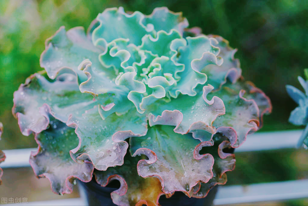 一花一世界、一花一奇妙，每朵花都与众不同，妩媚多姿