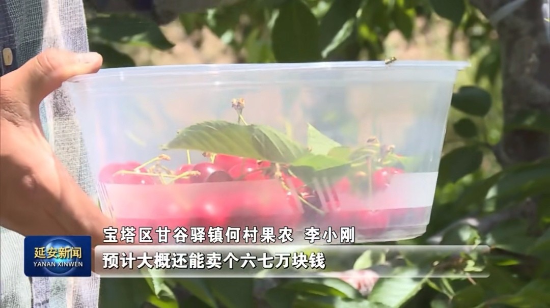 延安果农李小刚：做新型职业农民 过幸福小康生活