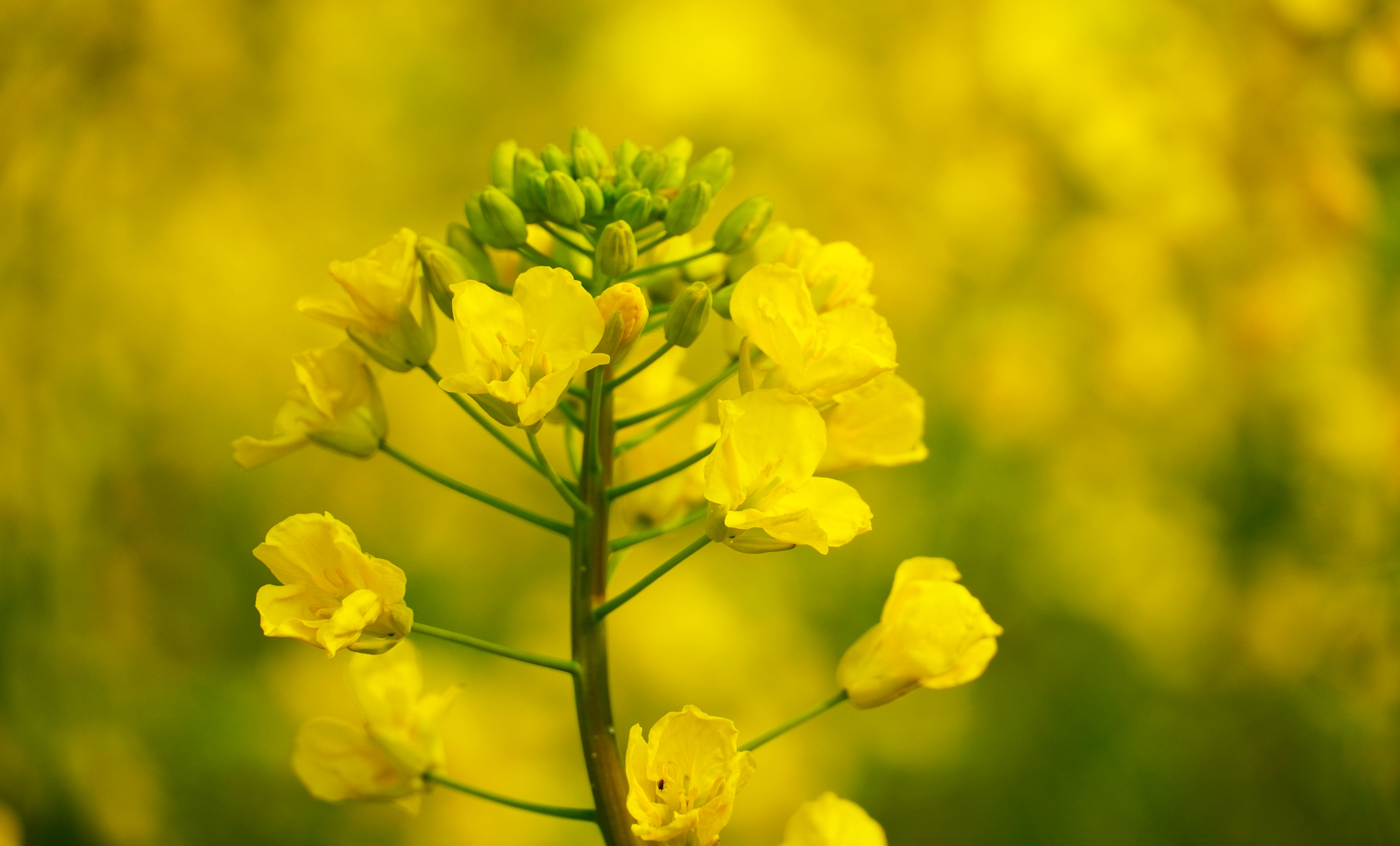 惠风吹拂菜花芳 蝶恋蜂追采蜜忙