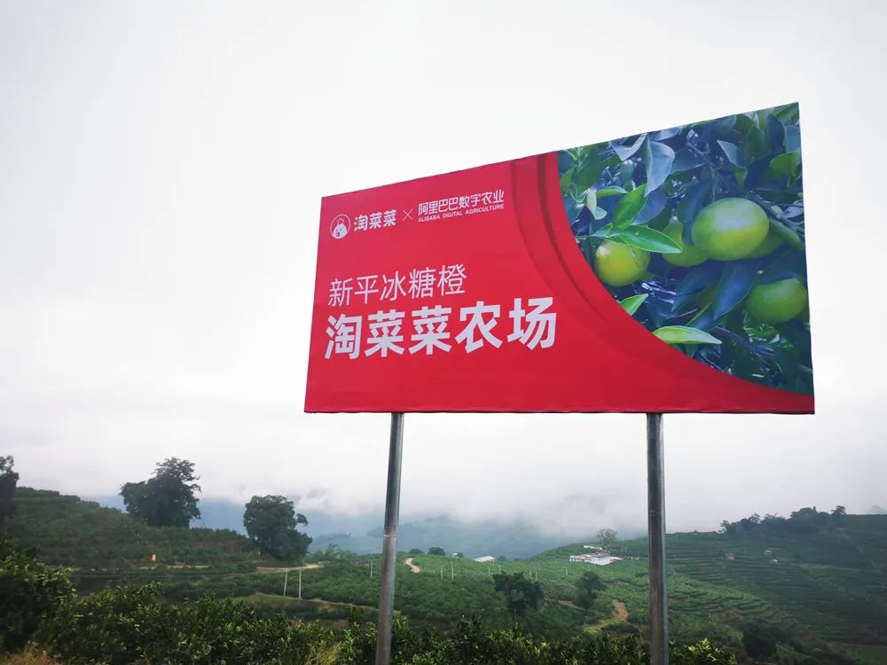 不一样的阿里淘菜菜
