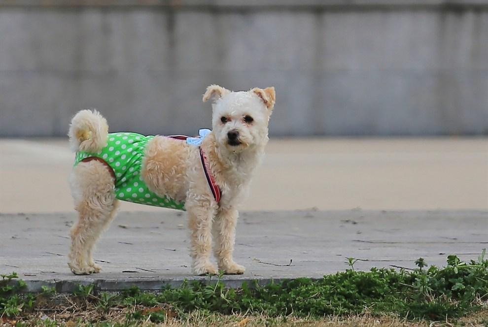 狗狗交配后，为什么会流血？这正常吗？