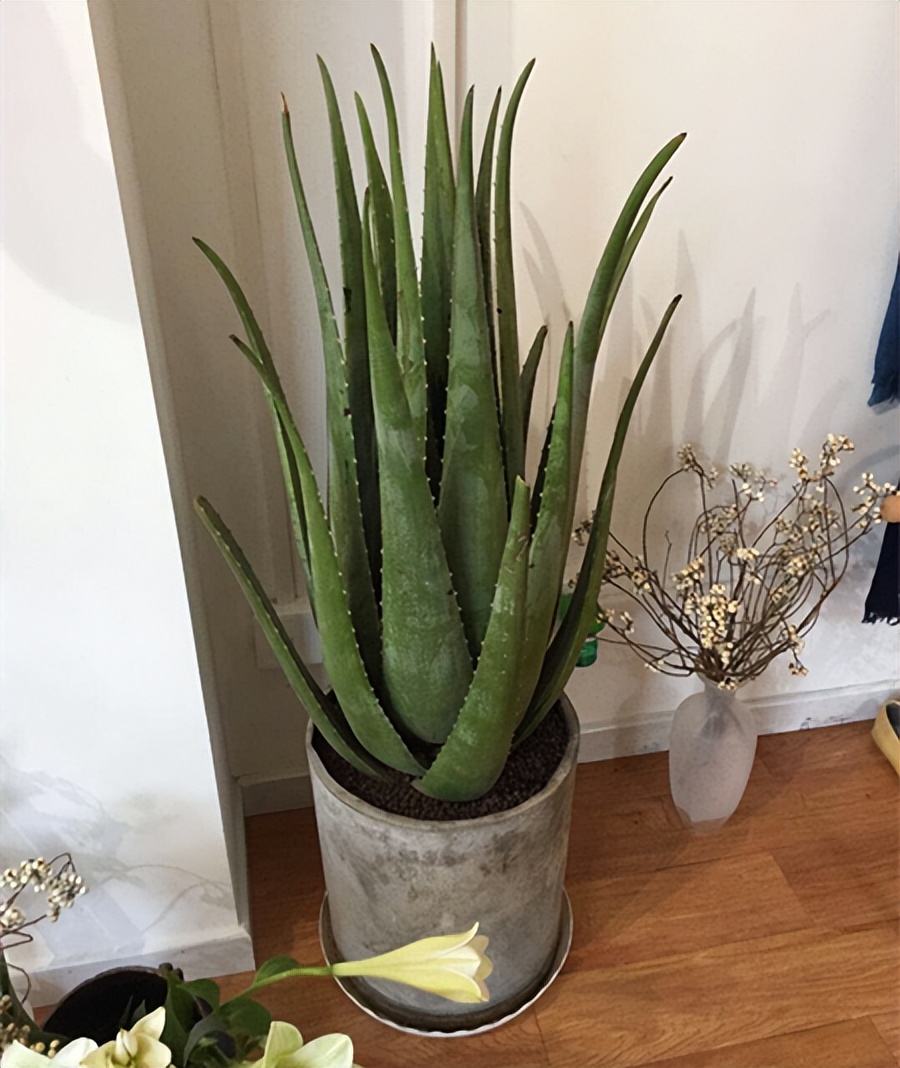 养盆大芦荟,就像"小药箱",掰个叶子抹抹脸,又白又漂亮