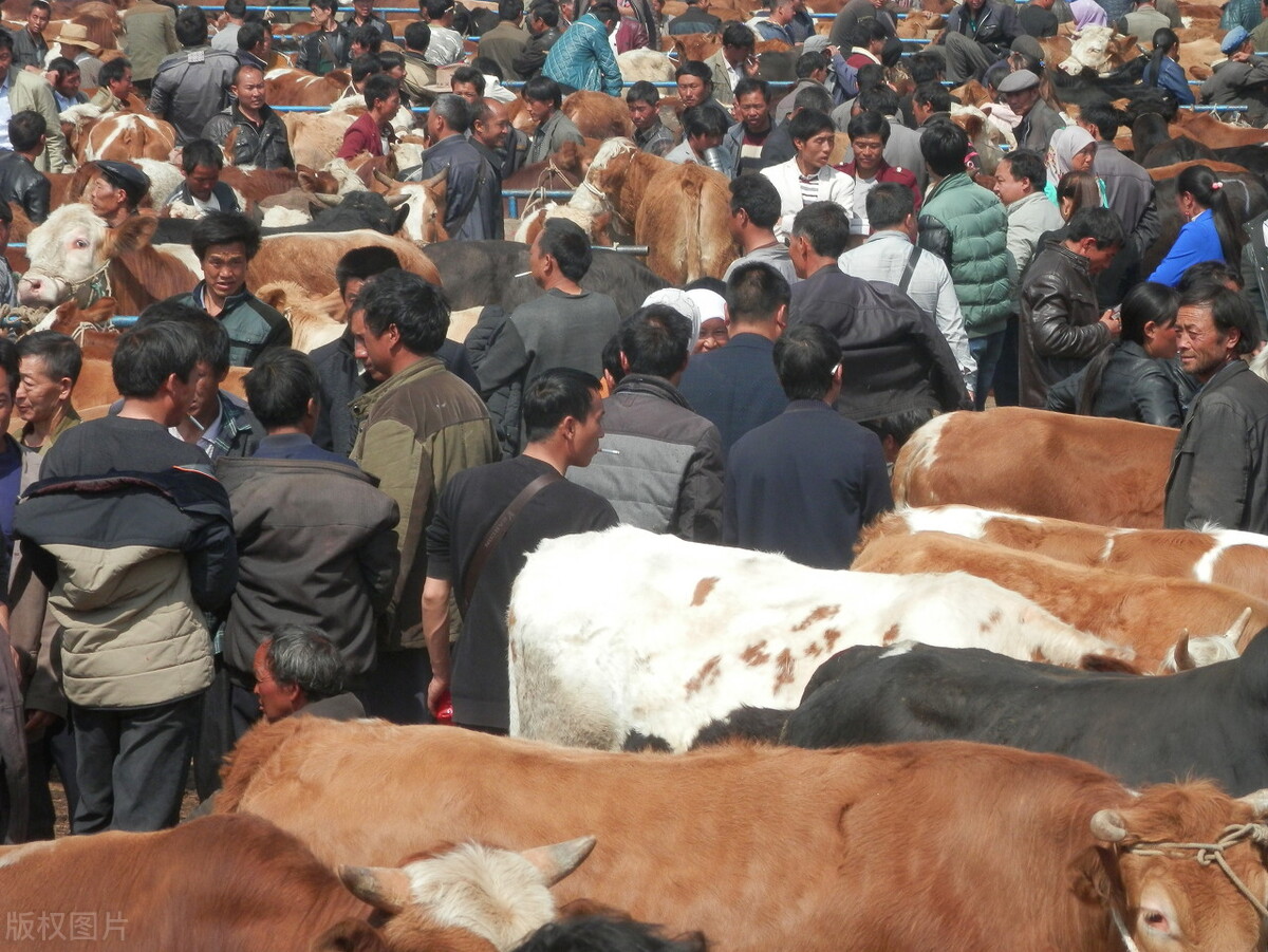 牛价丨全国牛肉价格涨了吗？附部分地区肉牛价格播报