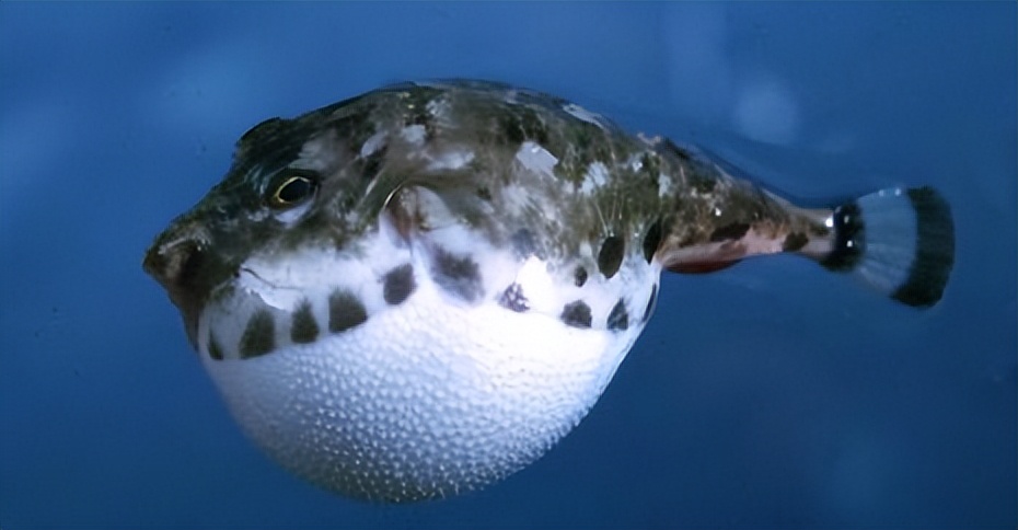 说字解文(8):"海豚","斑马鱼","鼋"的得名由来_海水鱼类_西南渔业网