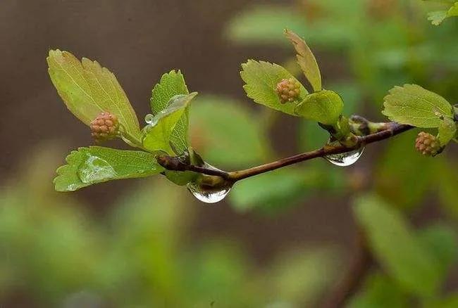正月十九雨水节气，遇晴天是什么征兆，看看农谚怎么说
