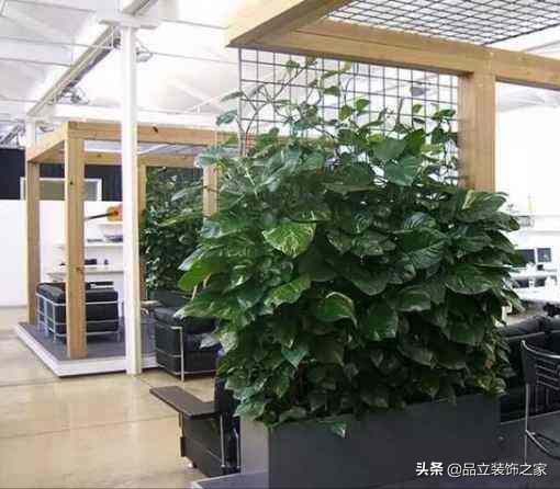 办公室装修后如何选择绿植？摆放植物都有哪些注意事项？
