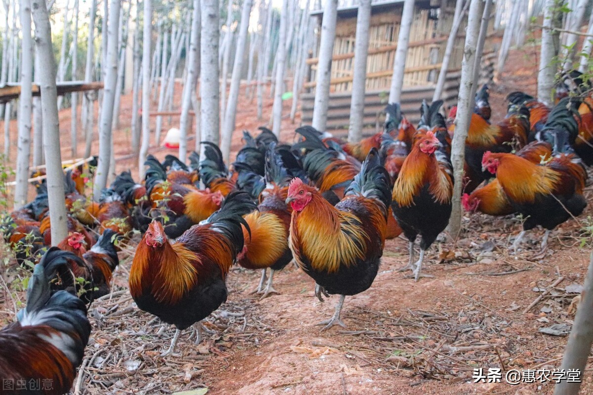 2022年农村禁养令解除了吗？附：2022年农村养殖的四条红线