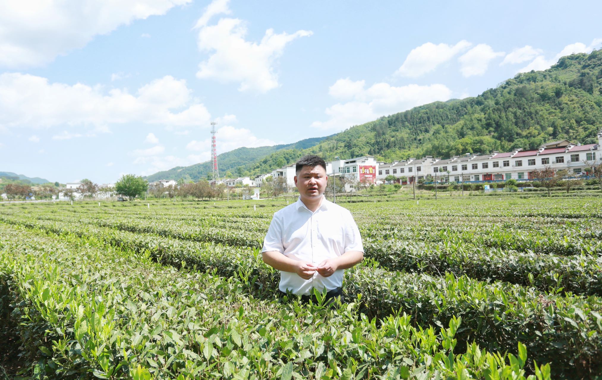 陕西网上茶博会聚焦茶产业链平利实践融出新链条 振兴“一盘棋”