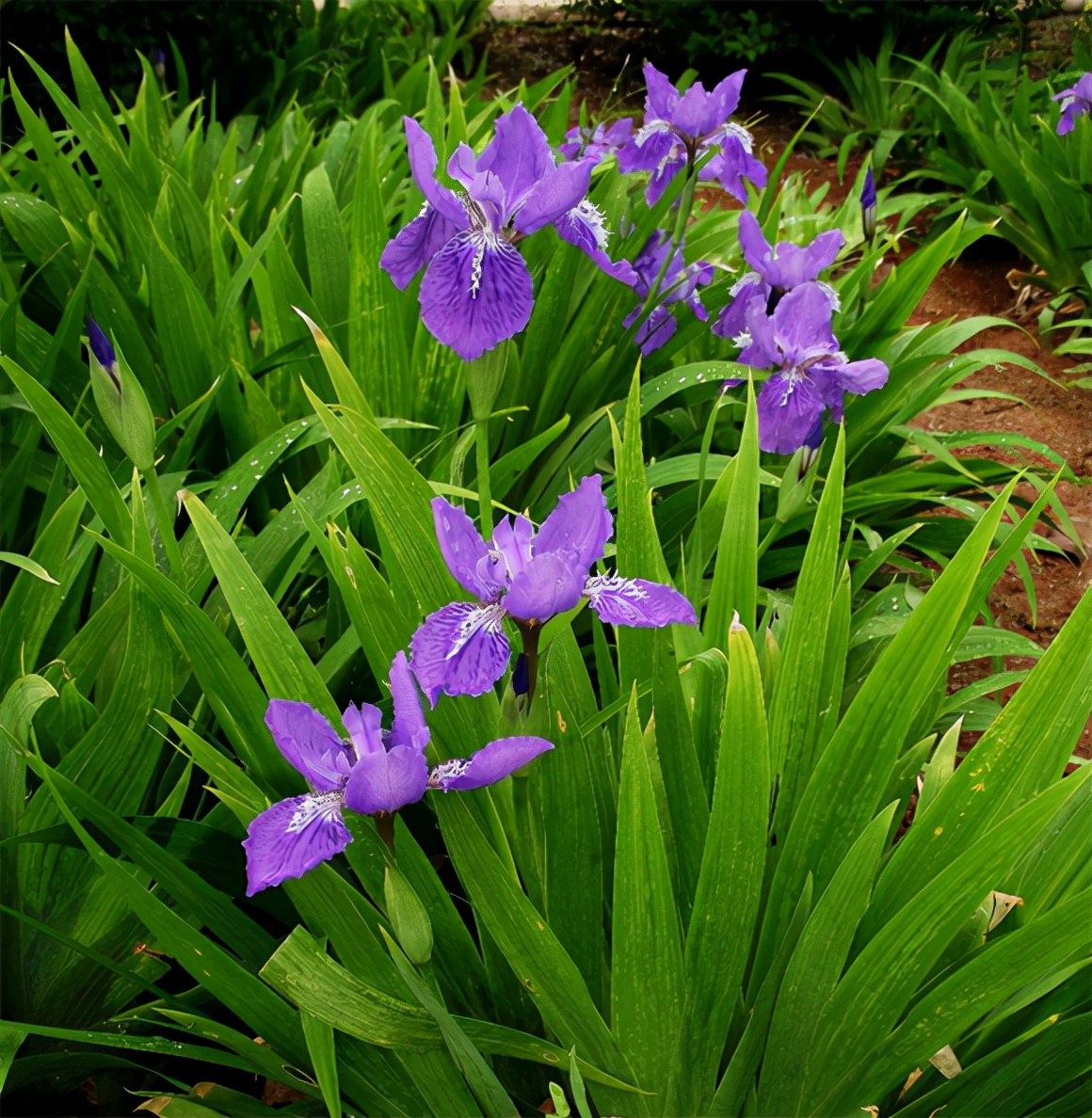 喷雪花雪白色的细小的花朵开满树枝,好像树枝上面喷涌而出的雪花.