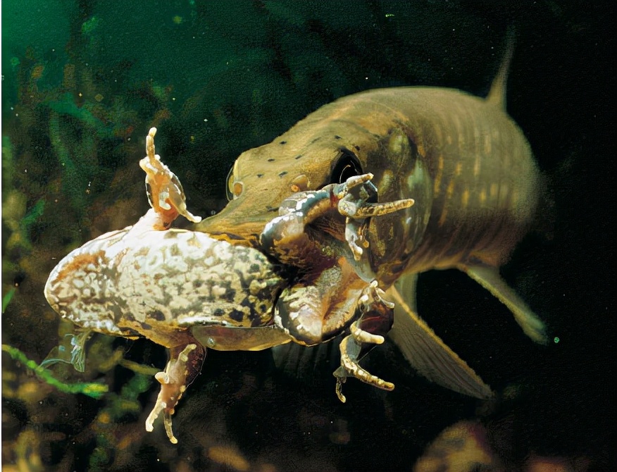 狗鱼:鱼中恶犬,从鱼苗时期就互相残杀,长大后见到活物就撕咬