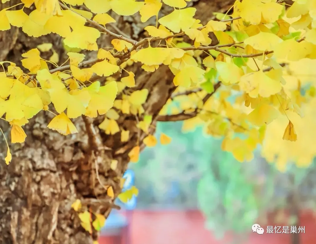 故乡的回忆——校园银杏黄