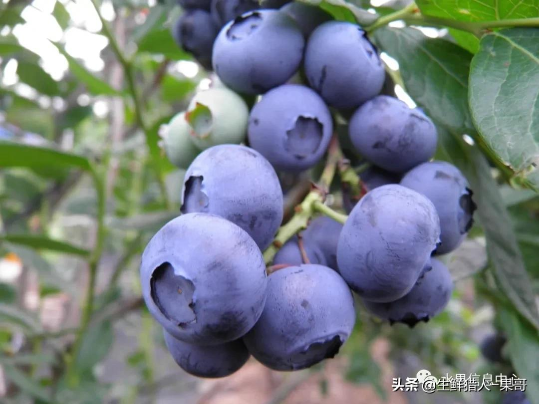 果实成熟前其颜色红如兔眼,故得名为兔眼蓝莓