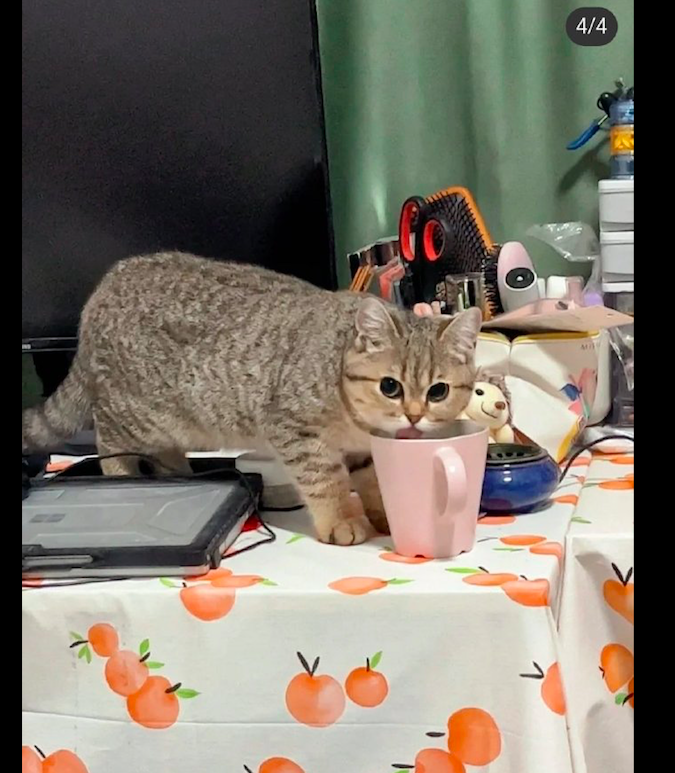 貓咪當著主人的面，直接將頭伸進杯子裡喝水，威脅它根本沒有用